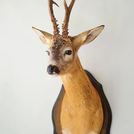 Vikendica Trofee Hunting House Puurmani